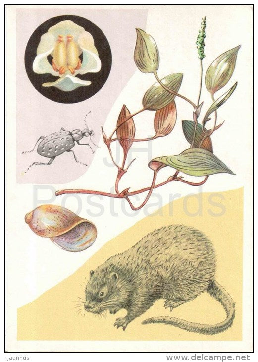 muskrat - Potamogeton natans - Ilybius ater - insects - 1978 - Russia USSR - unused - JH Postcards