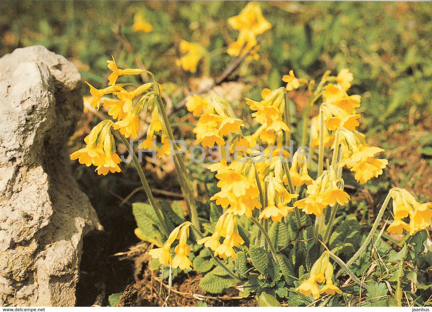 Oxlip - Primula elatior - Geschutzte Pflanzen - Protected plants - DDR Germany - unused - JH Postcards