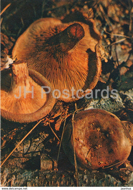 The brown roll-rim mushroom - Paxillus involutus - Mushrooms - 1980 - Russia USSR - unused - JH Postcards