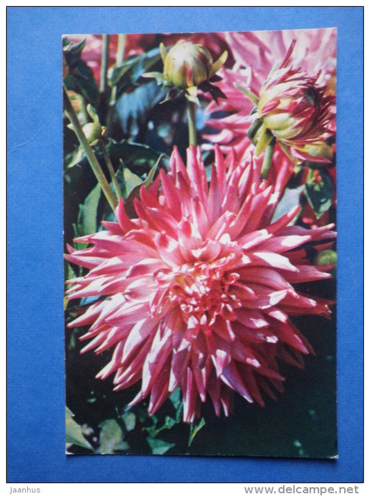 Glowing - dahlia - flowers - 1974 - Russia USSR - unused - JH Postcards