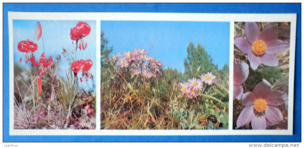 Baikal flowers - Lake Baikal - 1978 - Russia USSR - unused - JH Postcards