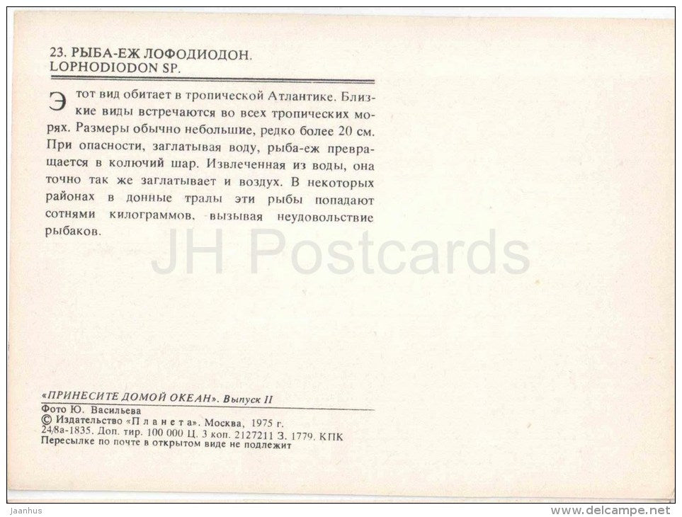 Lophodiodon sp - fish - 1975 - Russia USSR - unused - JH Postcards