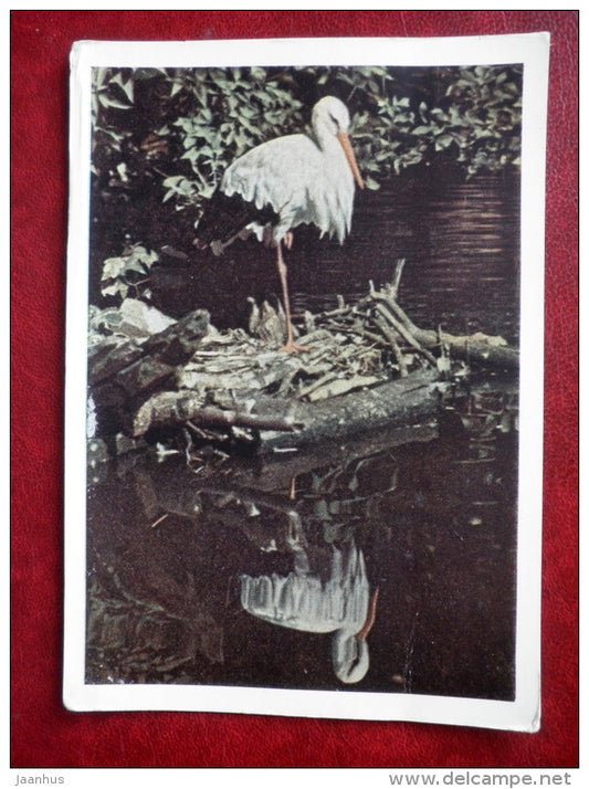 Moscow Zoo - White Stork - Ciconia ciconia - birds - 1963 - Russia USSR - unused - JH Postcards