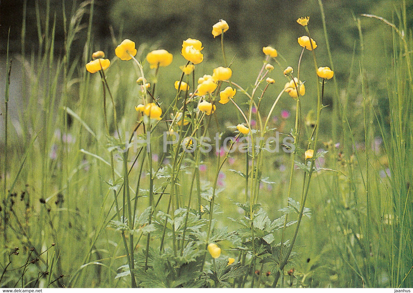 Globeflower - Trollius europaeus - Geschutzte Pflanzen - Protected plants - DDR Germany - unused - JH Postcards