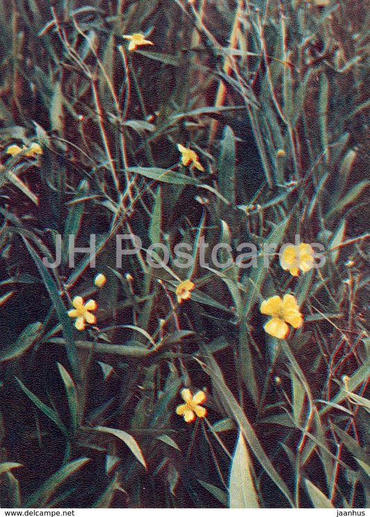 Greater Spearwort - Ranunculus lingua - Wild Flowers - 1971 - Russia USSR - unused - JH Postcards