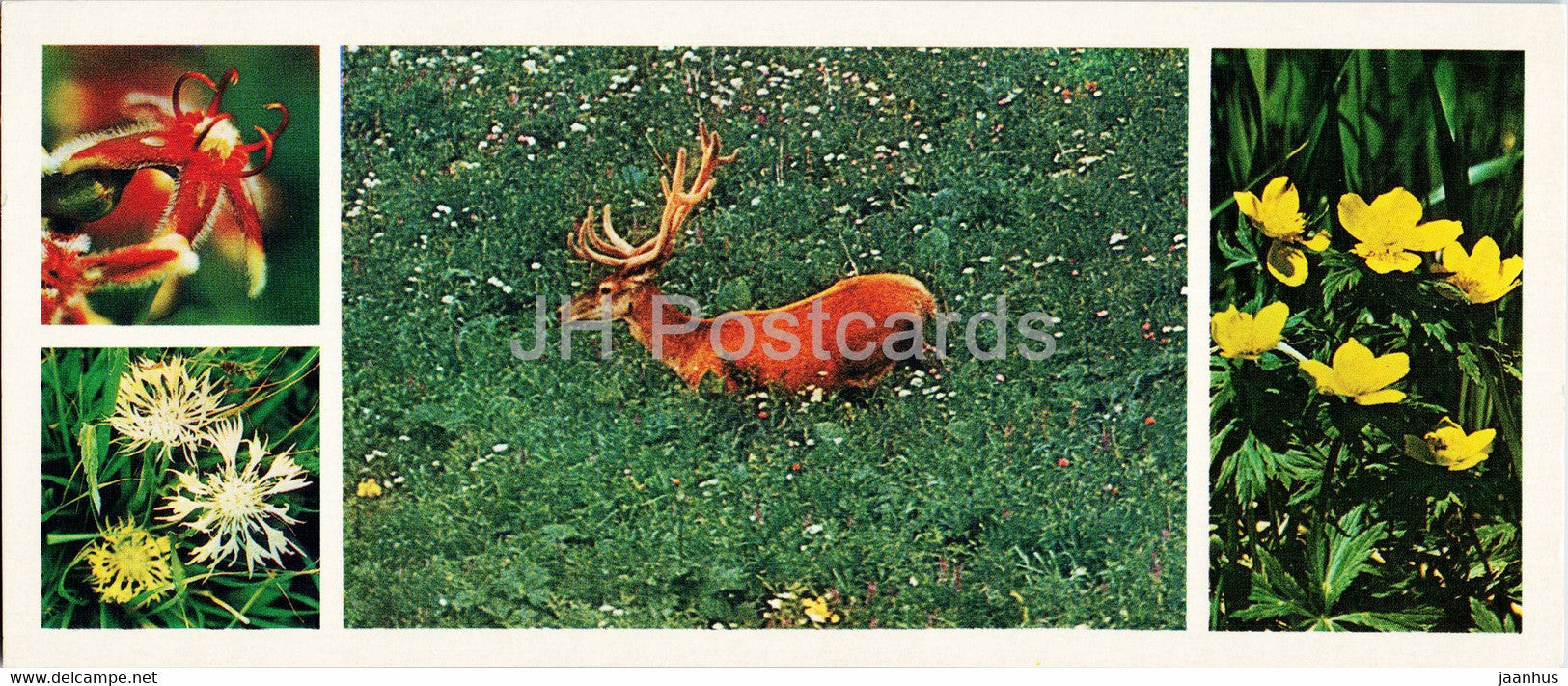 yellow cornflower - red deer - globe flower - animals - Caucasian Nature Reserve - 1980 - Russia USSR - unused - JH Postcards