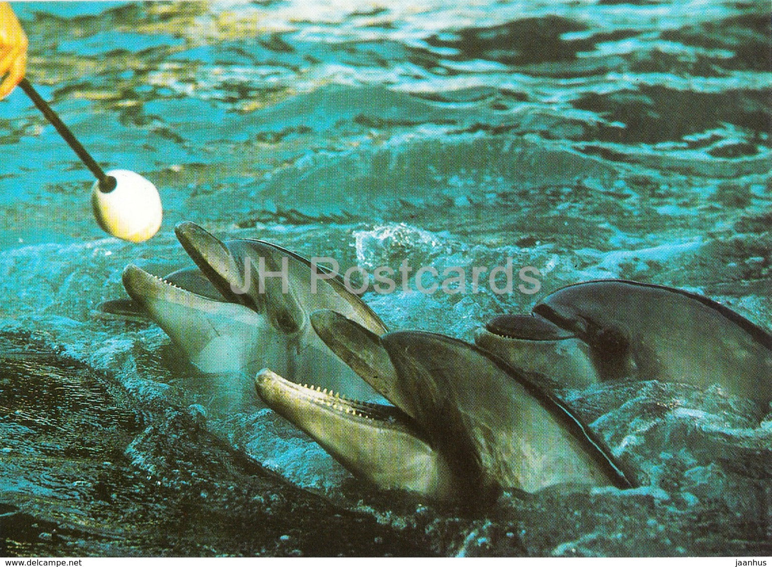 interview with dolphins - Oceanarium in Batumi - 1989 - Georgia USSR - unused - JH Postcards