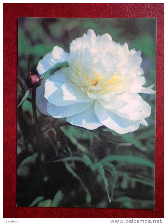 white peonie - flowers - 1982 - Russia USSR - unused - JH Postcards