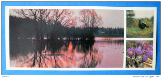 capercaillie - crocus - Moscow Oblast - Podmoskovye - 1977 - Russia USSR - unused - JH Postcards