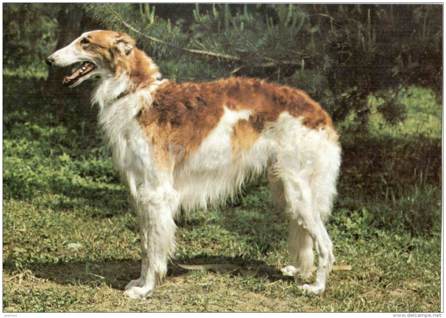 Russian Borzoi - dog - Russia USSR - unused - JH Postcards