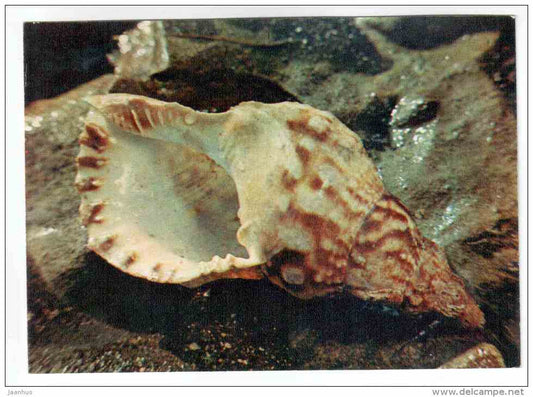 Triton´s trumpet - Charonia tritonis - shells - clams - mollusc - 1974 - Russia USSR - unused - JH Postcards