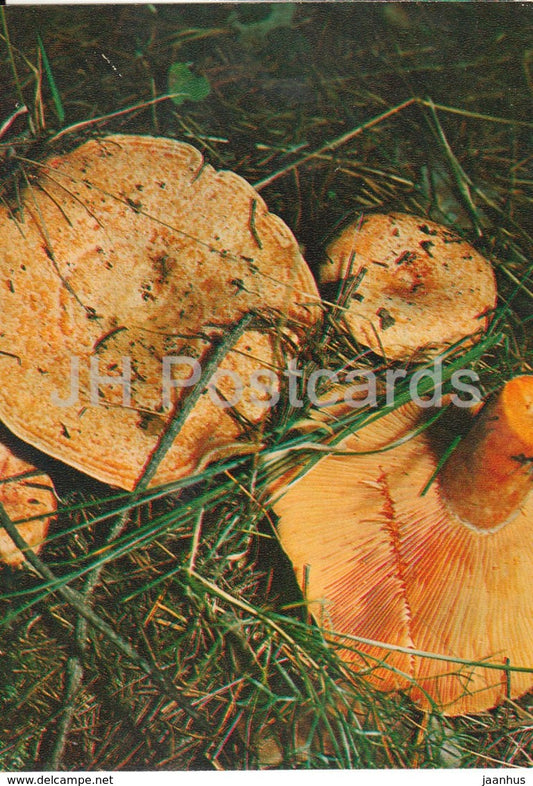 Saffron milk cap mushroom - Lactarius sect. Deliciosi - Mushrooms - 1980 - Russia USSR - unused - JH Postcards