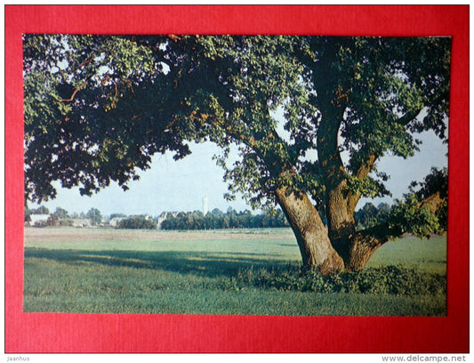 landscape with an oak in Skriveri - Latvian Views - 1987 - Latvia USSR - unused - JH Postcards