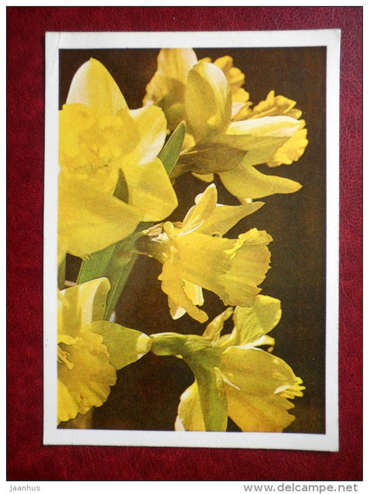 Greeting card - yellow narcissus - flowers - 1982 - Estonia USSR - used - JH Postcards