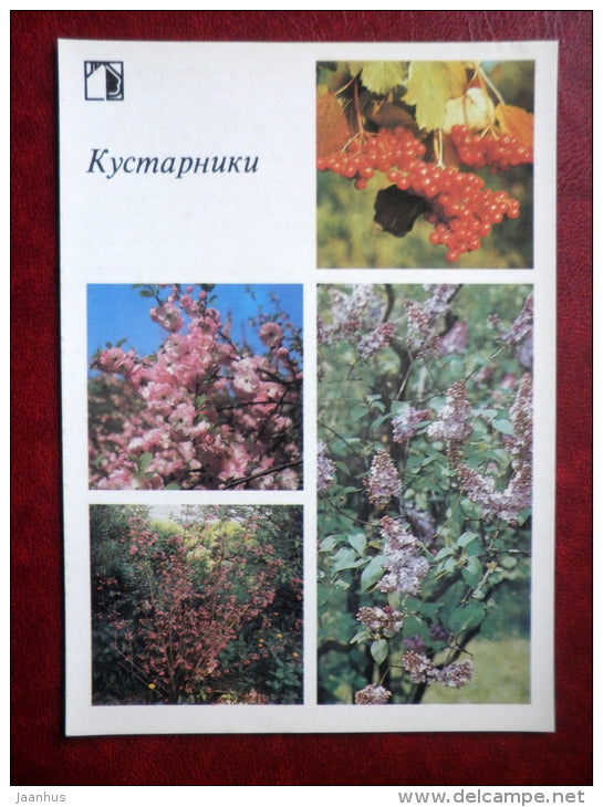 shrubs 1 - Decorative flowers - 1987 - Russia USSR - unused - JH Postcards