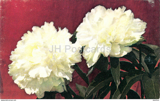 Iceberg - Peonies - flowers - 1977 - Russia USSR - unused - JH Postcards