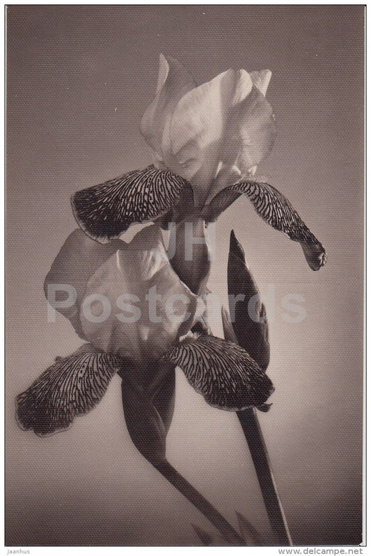 Iris - flowers - Lithuania USSR - used - JH Postcards