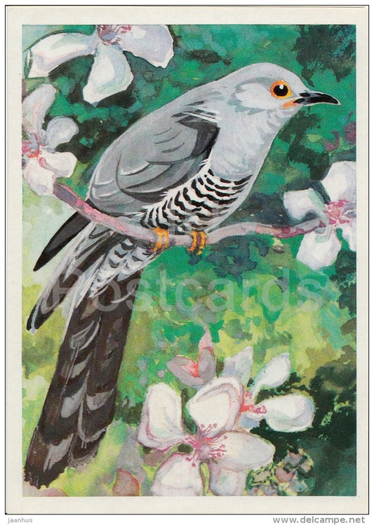 Cuckoo - Cuculus canorus - illustration - Birds of Russian Forest - 1979 - Russia USSR - unused - JH Postcards