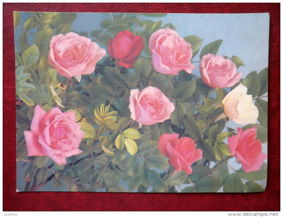 Greeting Card - red roses - flowers - 1989 - Russia - USSR - used - JH Postcards