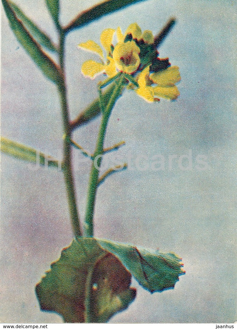 Wild radish - Raphanus raphanistrum - Wild Flowers - 1971 - Russia USSR - unused - JH Postcards