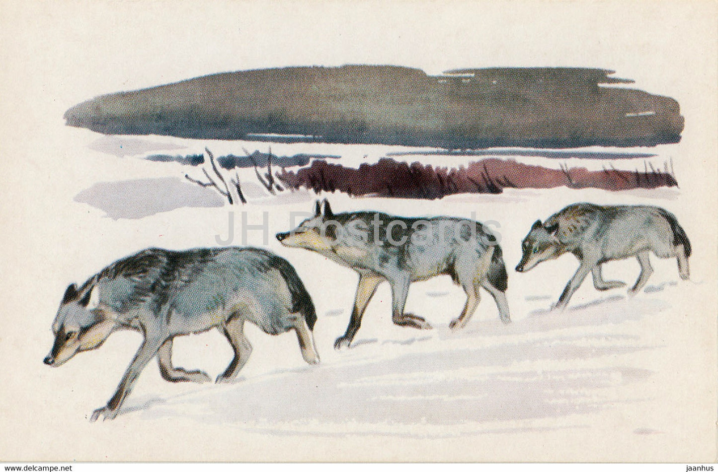 Wolf - Canis lupus - illustration - Polar Animals - 1972 - Russia USSR - unused - JH Postcards