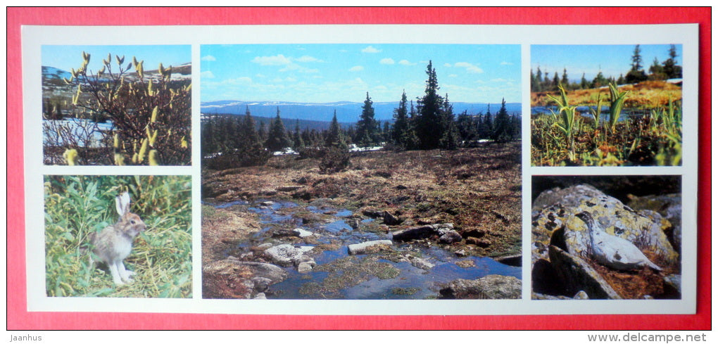 Mountain hare , Rock Ptarmigan - Pechora-Ilych Nature Reserve - Komi Republic - 1982 - Russia USSR - unused - JH Postcards