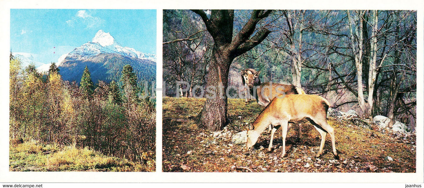 Teberda Nature Reserve - Caucasian deer - animals - 1982 - Russia USSR - unused - JH Postcards