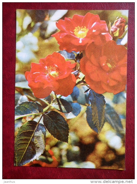 Greeting card - rose hip - flowers - 1982 - Estonia USSR - used - JH Postcards