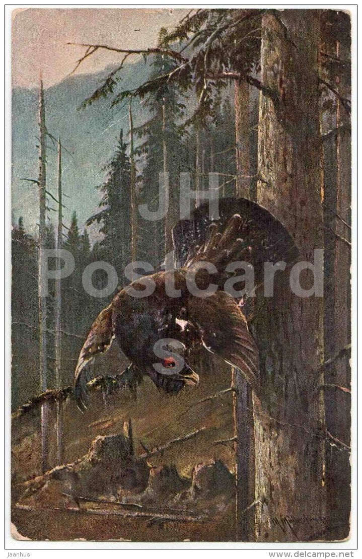 signed illustration - capercaillie - bird - H. K. & Co. M. Serie 504 - circulated in imperial Russia Estonia 1908 - JH Postcards