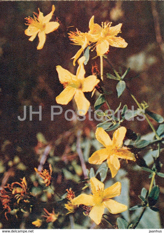 Perforate St John's-wort - Hypericum perforatum - Wild Flowers - 1971 - Russia USSR - unused - JH Postcards