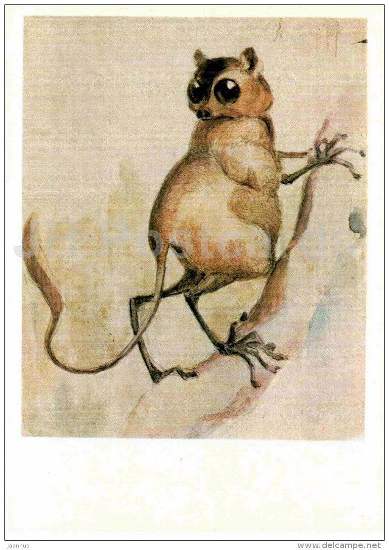 painting by Vasily Vatagin - Tarsier - Tarsiidae - Russian art - 1978 - Russia USSR - unused - JH Postcards