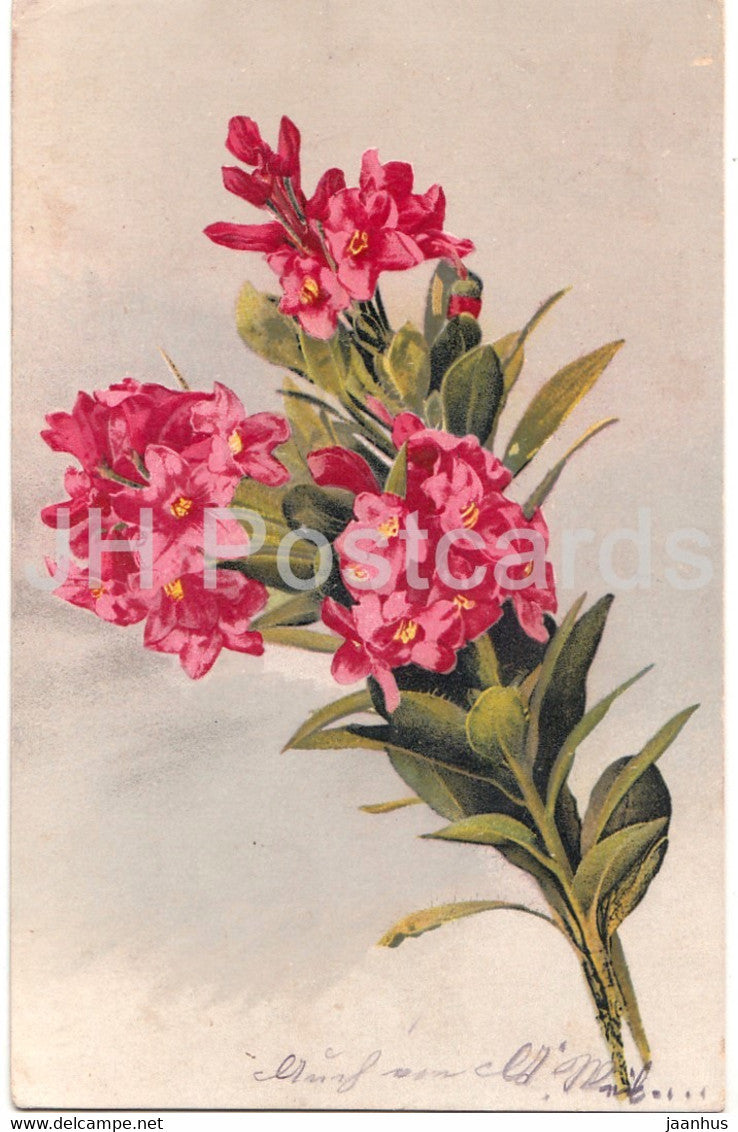 red flowers - flowers - Photochromie - Serie 517 Nr 879 - old postcard - 1921 - used - JH Postcards