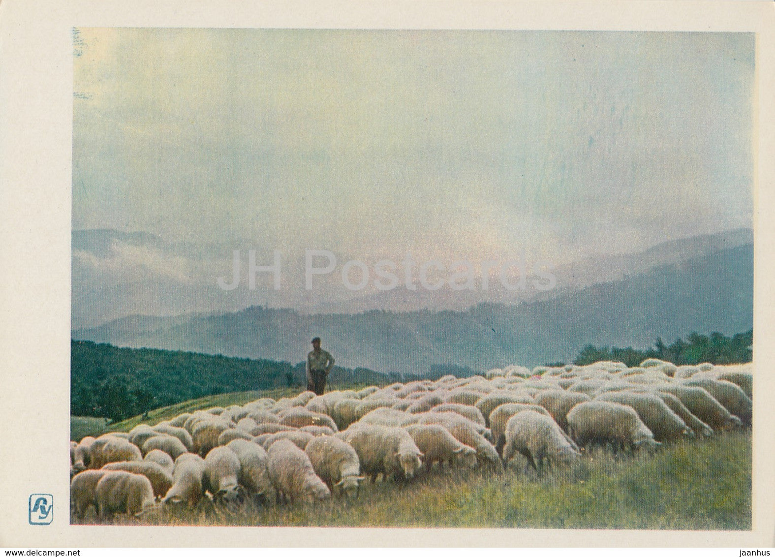 Carpathian Mountains - Karpaty - On Pasture - sheep - 1964 - Ukraine USSR - unused - JH Postcards