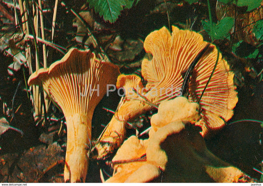 Chanterelle mushroom - Cantharellus cibarius - Mushrooms - 1980 - Russia USSR - unused - JH Postcards