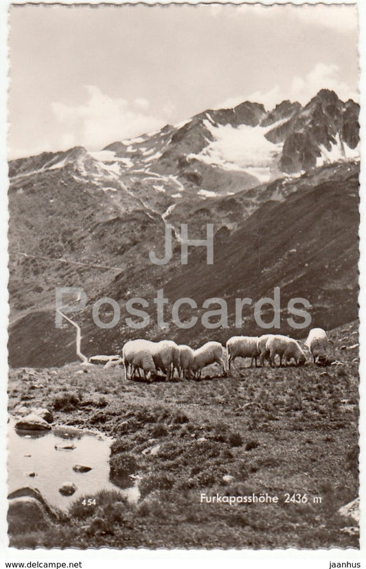 Furkapasshohe 2436 m - sheep - 454 - Switzerland - old postcard - unused - JH Postcards