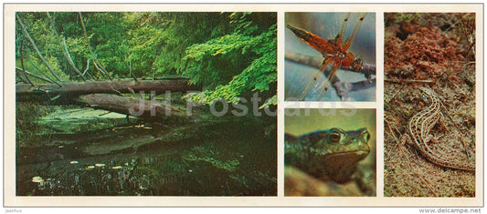 lizard - frog - Oka Nature Reserve - 1981 - Russia USSR - unused - JH Postcards