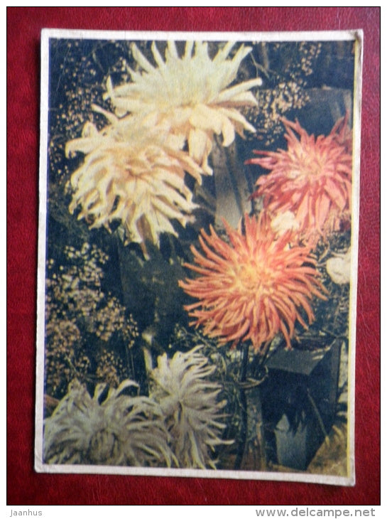 Greeting Card - dahlia - flowers - 1962 - Estonia USSR - used - JH Postcards