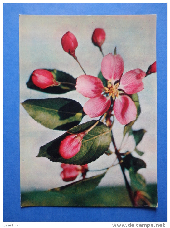 Malus adstringens Makamik - tree - flowers - Botanical Garden of the USSR - 1973 - Russia USSR - JH Postcards