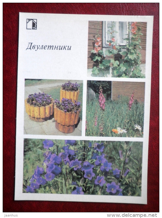 biennials - Decorative flowers - 1987 - Russia USSR - unused - JH Postcards