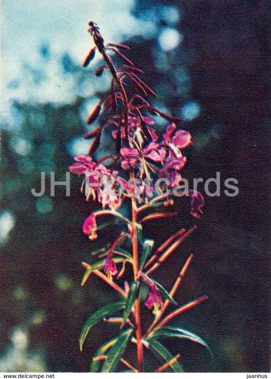 Fireweed - Chamaenerion angustifolium - Wild Flowers - 1971 - Russia USSR - unused - JH Postcards