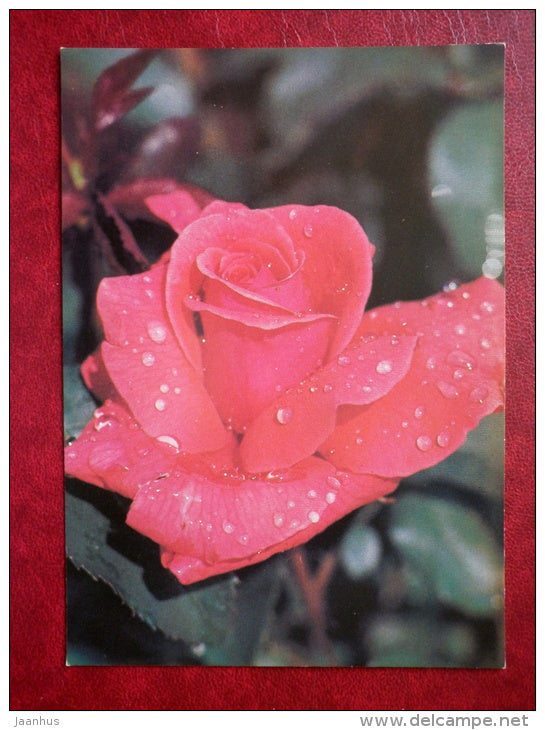 rose Duftwolke - flowers - 1982 - Russia USSR - unused - JH Postcards