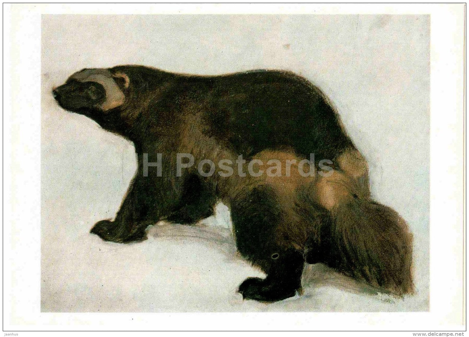 painting by Vasily Vatagin - Wolverine - Russian art - 1978 - Russia USSR - unused - JH Postcards