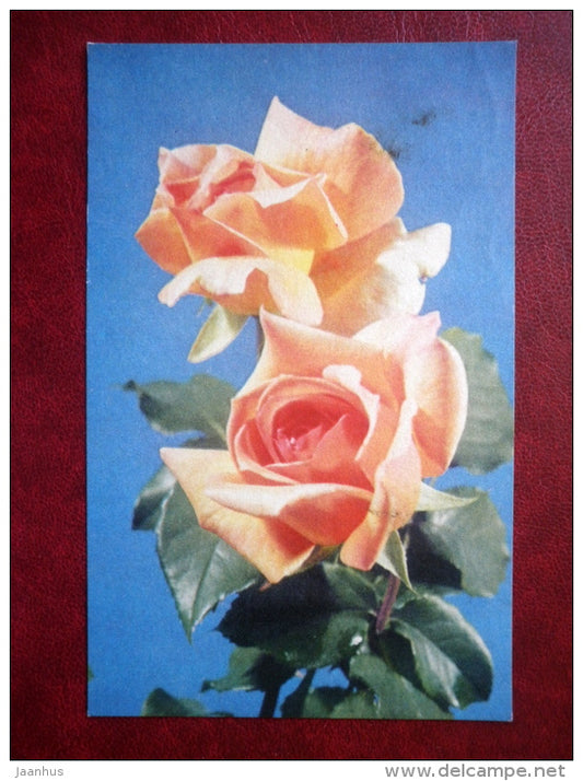 roses - flowers - 1974 - Estonia USSR - used - JH Postcards