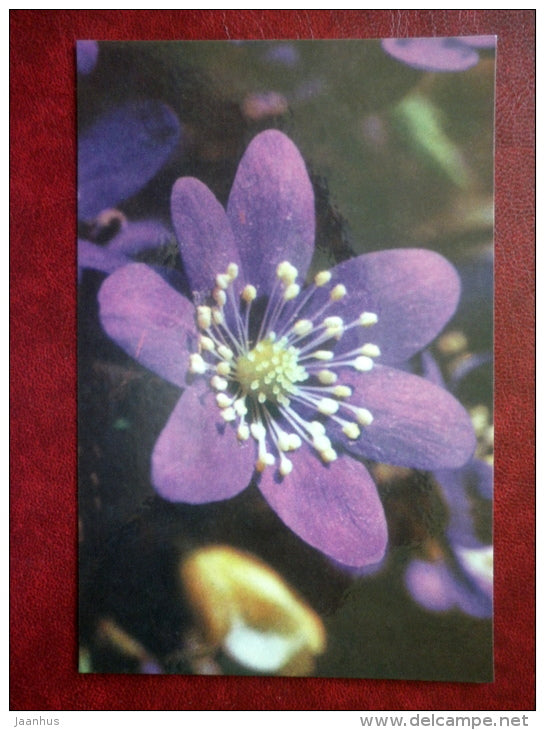 hepatica - flowers - 1975 - Estonia USSR - used - JH Postcards