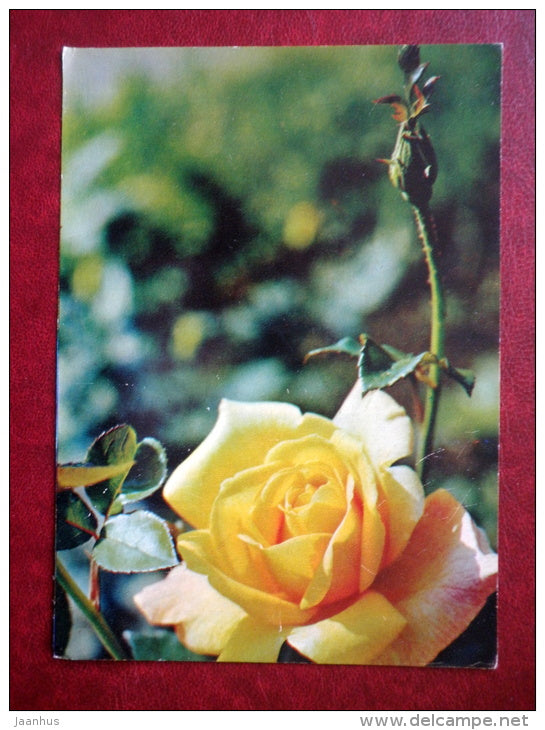 Greeting Card - yellow rose Saters Gold - flowers - 1982 - Russia USSR - used - JH Postcards