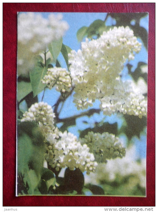 telegram - white lilac - flowers - 1975 - Estonia USSR - used - JH Postcards