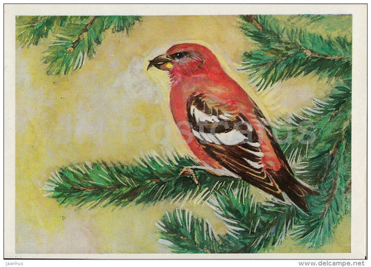 Crossbill - Birds of Russian Forest - 1979 - Russia USSR - unused - JH Postcards