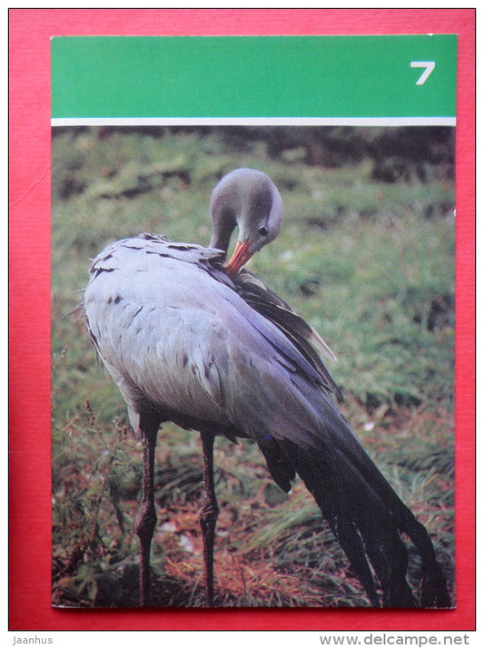 Blue crane , Anthropoides paradiseus - Moscow Zoo Birds - 1988 - Russia USSR - unused - JH Postcards