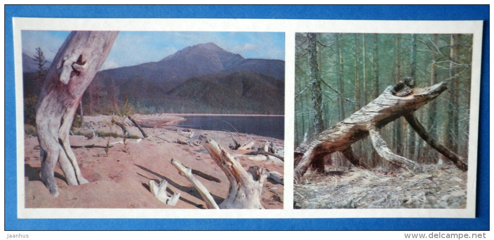 whimsical trees - Lake Baikal - 1978 - Russia USSR - unused - JH Postcards