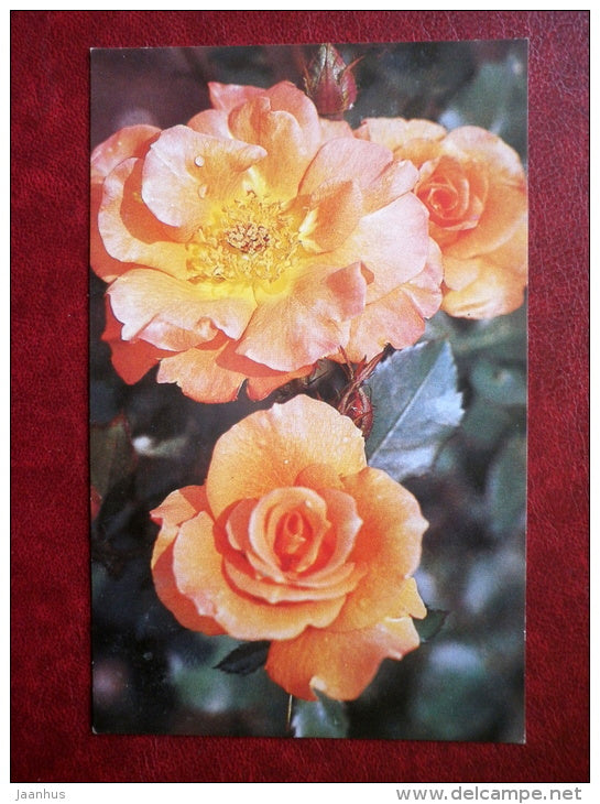 Greeting Card - roses - flowers - 1982 - Russia USSR - used - JH Postcards